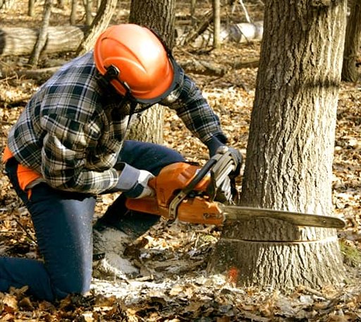 Tree Removal in Lena, LA